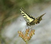 113 - MACHAON - CHATELAIS JEAN-LOUIS - france